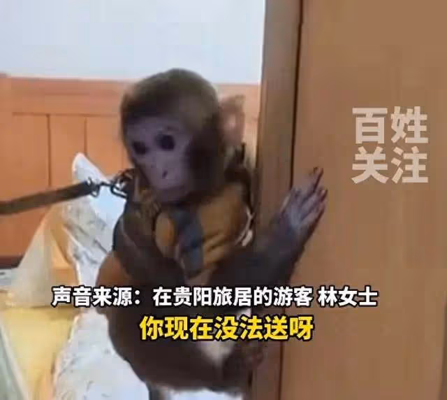女子救下獼猴帶回家養了半年，多方回應：涉刑事案件