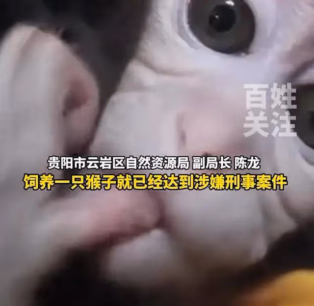 女子救下獼猴帶回家養了半年,多方回應:涉刑事案件