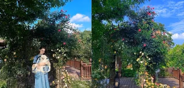 張馨予十年前後對比照曝光,結婚後變身田園女神,感情之路卻坎坷