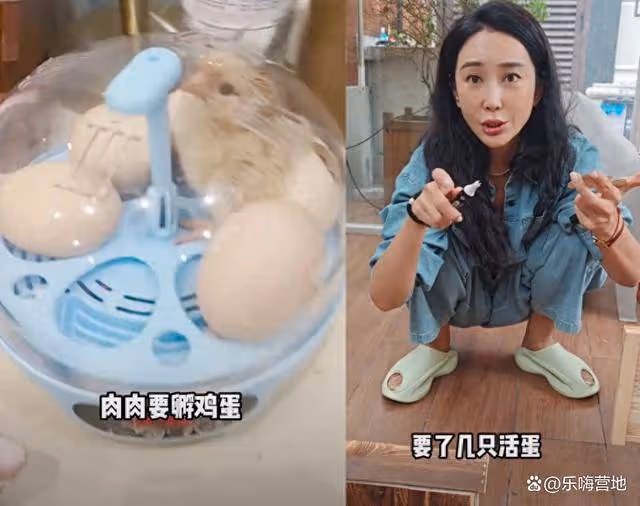 嚴屹寬6歲女兒別墅里把養雞當寵物,小雞感冒,杜若溪送雞掛急診