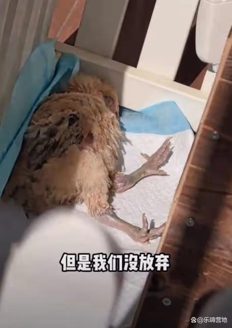 嚴屹寬6歲女兒別墅里把養雞當寵物,小雞感冒,杜若溪送雞掛急診