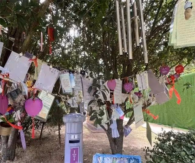 李玟墓地里的雜草被清除!環境比以前更好,粉絲忙去悼念