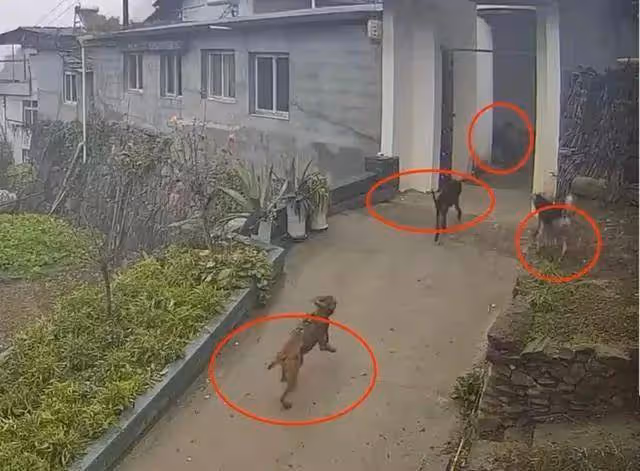野豬撕咬老人致死，村幹部稱系4隻獵狗把野豬「攆急了」，狩獵隊系官方委託？