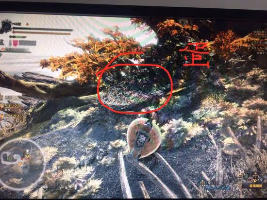 《怪物獵人:世界》飛龍的蛋在哪