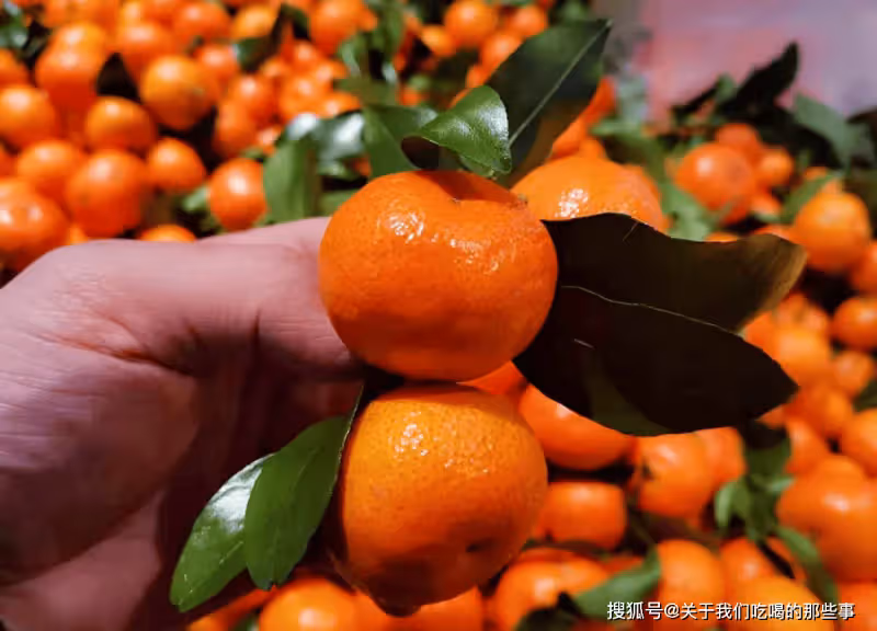買砂糖橘,挑帶葉的還是不帶葉的?看準「3處」,砂糖橘鮮甜多汁