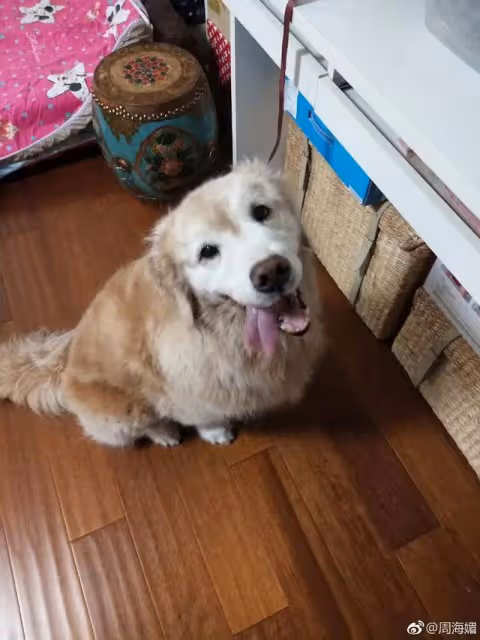 想念!港星周海媚離世一周年墓園成花海,兩愛犬墓園團聚眼神哀傷