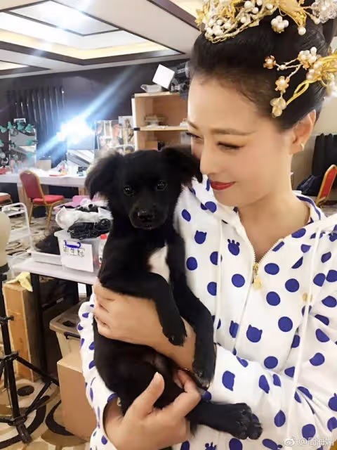 想念!港星周海媚離世一周年墓園成花海,兩愛犬墓園團聚眼神哀傷