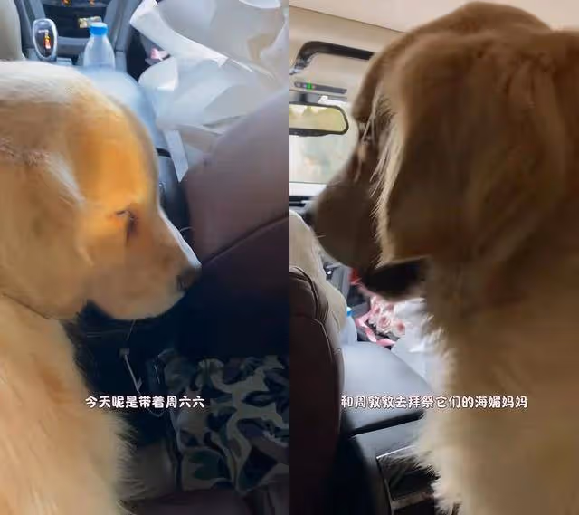想念!港星周海媚離世一周年墓園成花海,兩愛犬墓園團聚眼神哀傷