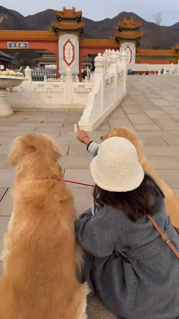 周海媚離世一周年!兩隻愛犬團聚,李勤勤帶去北京墓園拜祭太催淚