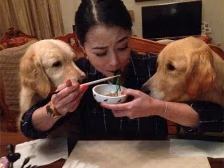 周海媚去世一周年,她的愛寵周六六、周墩墩墓地看望媽媽引人淚目