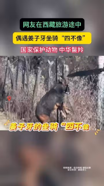 網友在西藏旅遊途中，偶遇姜子牙坐騎「四不像」