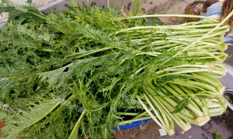 冬天,吃菠菜芹菜不如吃它,大量上市!全身是寶,鮮嫩營養又便宜