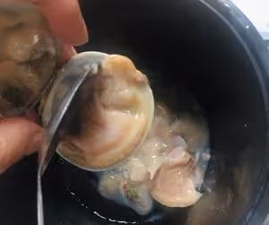 翡翠白菜餃子大全(附手法視頻)
