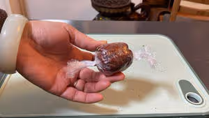 過年必備八寶飯-玫瑰花豆沙餡兒的
