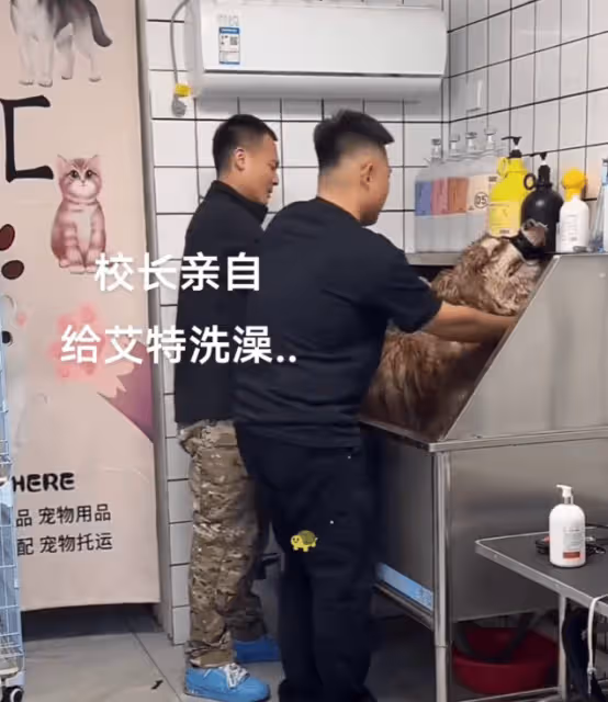 陳喬恩為去世「艾特」發聲!怒斥潘宏為熱度謀殺,呼籲不要虐動物