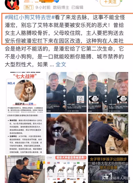 陳喬恩為網紅狗「艾特」發聲!評論兩極化嚴重,曝更多細節惹爭議