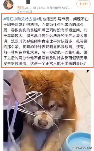 陳喬恩為網紅狗「艾特」發聲!評論兩極化嚴重,曝更多細節惹爭議