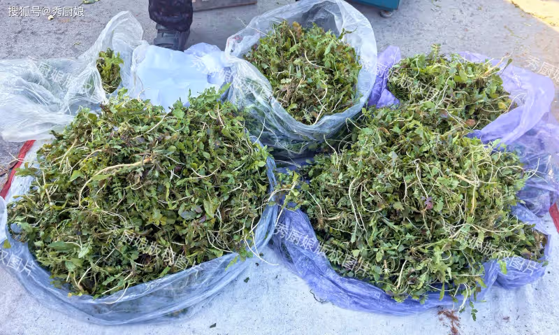 立春後，這種野菜別錯過，養肝護眼，還緩解便秘，可惜很多人當草