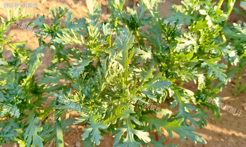 春天,遇到這菜使勁吃,疏肝明目、補鉀補鈣,鮮嫩營養,別不懂吃