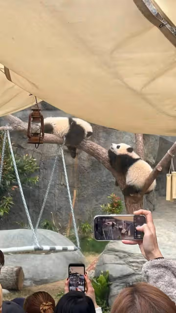 曾在熊貓館舉行婚禮！TVB男星與花旦太太再探熊貓，兩個女兒模樣像爸爸