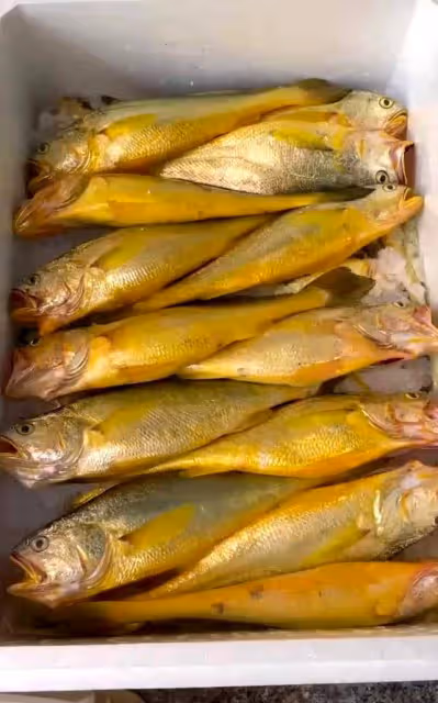 西藏羊卓雍措裡面的魚，多達8億公斤，為什麼沒人敢吃呢