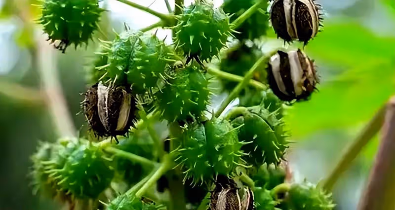 這種不起眼的植物,我國農村隨處可見,卻險些要了美國總統的命