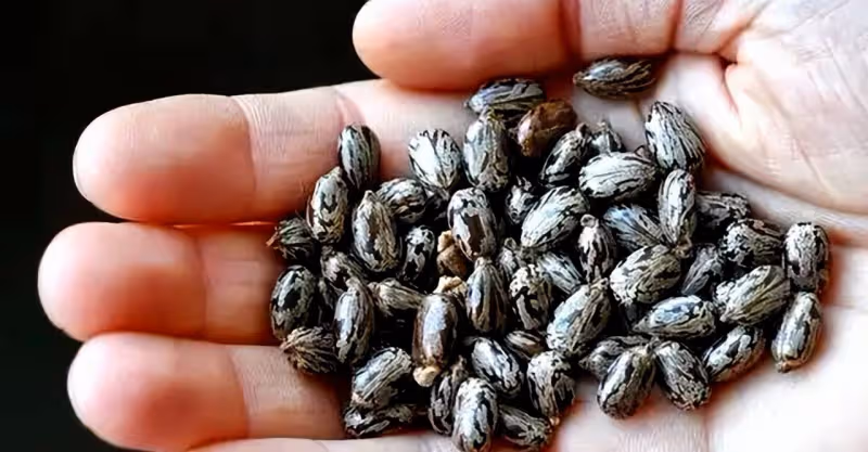 這種不起眼的植物,我國農村隨處可見,卻險些要了美國總統的命
