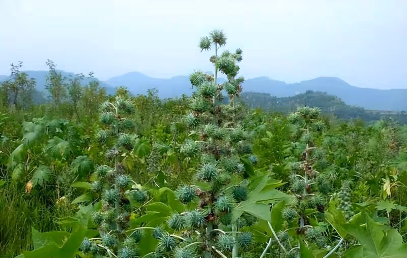 這種不起眼的植物,我國農村隨處可見,卻險些要了美國總統的命