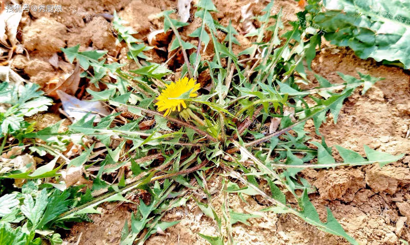 自帶「青黴素」的4種菜,中老年人春天經常吃,提高免疫力少生病