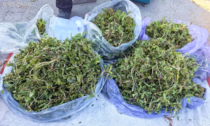 立春後,這菜使勁吃!一通便、二護眼,三補鈣,包餃子吃真鮮美!