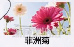 《如龍8外傳》雜學王1級證書考試答案一覽