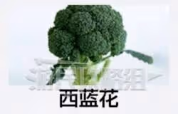《如龍8外傳》肌肉博士證書考試答案一覽