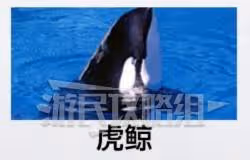 《如龍8外傳》海洋生物博士證書考試答案