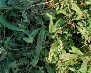 肚圓皮薄、味兒鮮的薺菜豆腐素餃子