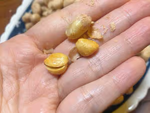 可以出攤的自製五香花生米
