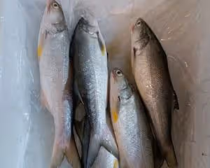 西紅柿午魚