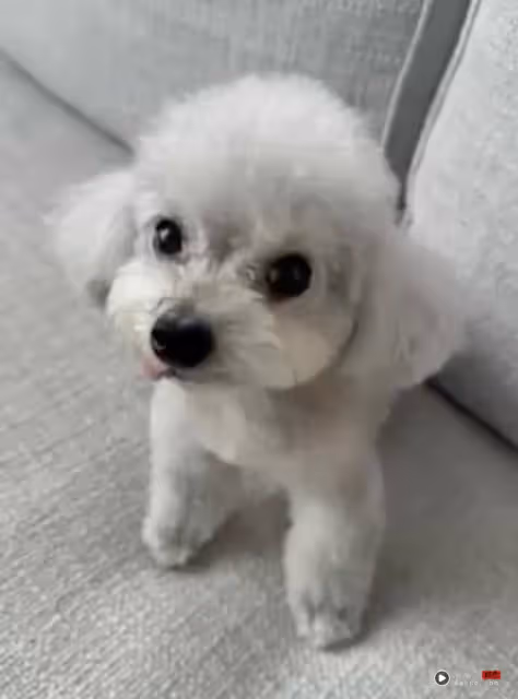 佘詩曼50歲生日前夕!陪伴13年愛犬突離世!