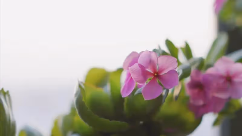 小姑子離婚後要來我家暫住，我不同意，老伴把另套房裝修給她養老