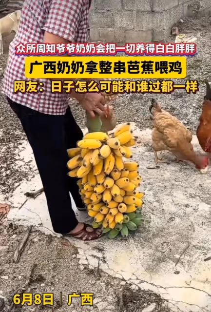 笑噴！老人拿整串香蕉喂雞，網友吐槽：日子怎麼可能跟誰過都一樣