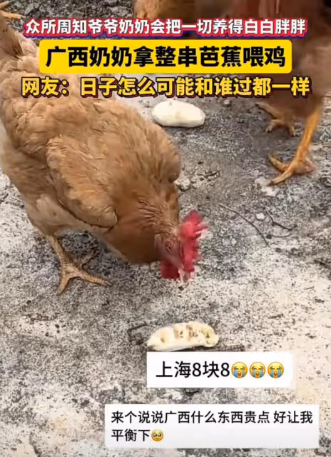 笑噴！老人拿整串香蕉喂雞，網友吐槽：日子怎麼可能跟誰過都一樣