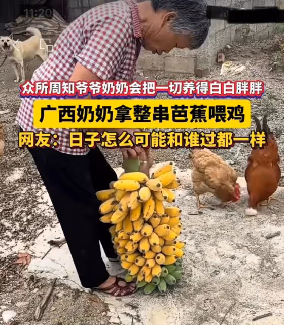 笑噴！老人拿整串香蕉喂雞，網友吐槽：日子怎麼可能跟誰過都一樣