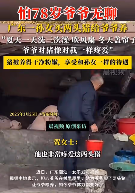 怕78歲爺爺無聊，孫女給爺爺買兩頭豬養，爺爺很開心身體便硬朗了
