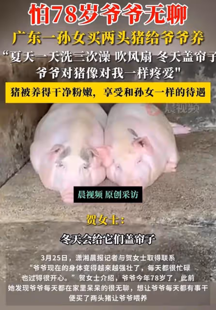 怕78歲爺爺無聊，孫女給爺爺買兩頭豬養，爺爺很開心身體便硬朗了