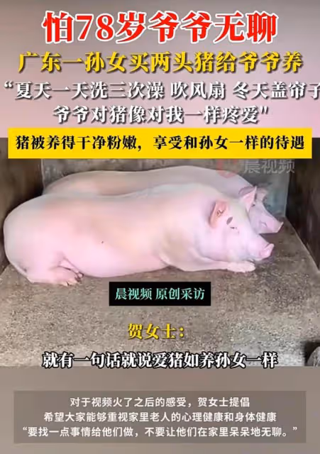 怕78歲爺爺無聊，孫女給爺爺買兩頭豬養，爺爺很開心身體便硬朗了