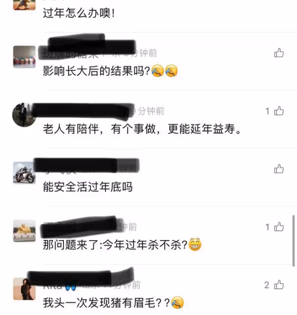 怕78歲爺爺無聊，孫女給爺爺買兩頭豬養，爺爺很開心身體便硬朗了