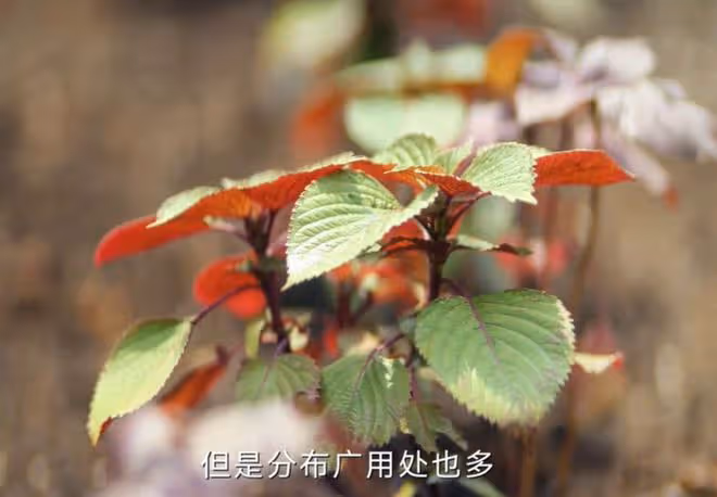 何蘇葉的家庭背景,教授外公,西醫爸,去世媽,被治癒的他