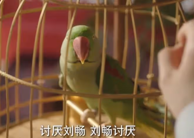 國色芳華花鳥使是什麼職位,蔣長揚的身份選美大使,美食高管