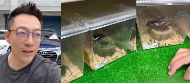 汪小菲一家四口到昆蟲店給霖霖買獨角大仙,玥兒穿闊腿褲長發披肩