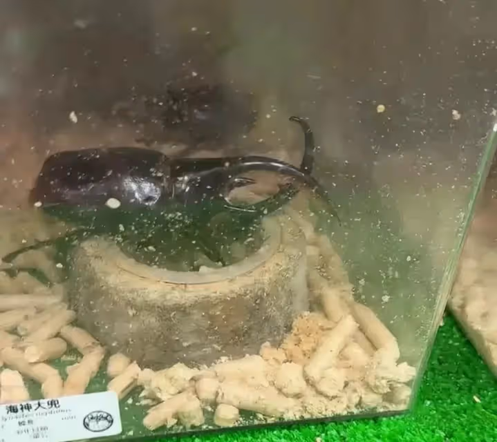 汪小菲一家四口到昆蟲店給霖霖買獨角大仙,玥兒穿闊腿褲長發披肩