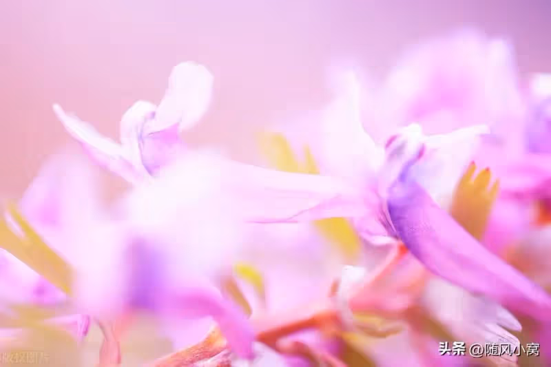 連生了2個兒子，婆婆卻逼我打掉三胎去領養女兒，說我沒生女兒命。